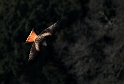 Red kite - A